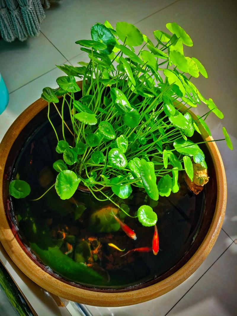 鱼缸里面养什么植物好