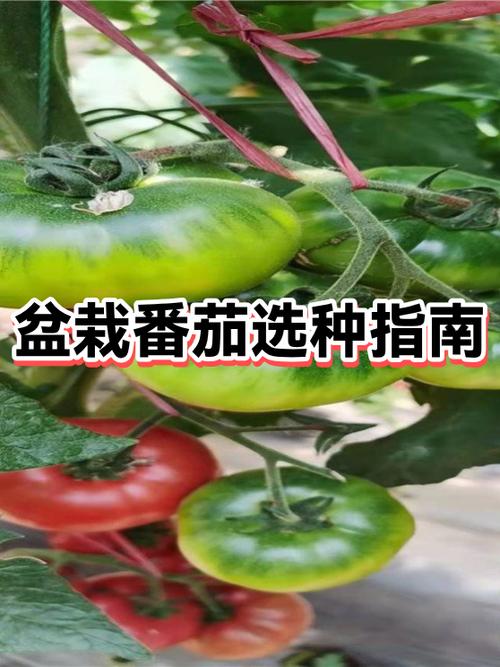 西红柿挑选五叶还是六叶截图