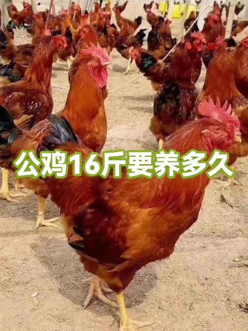 最好养的鸡排名前十截图