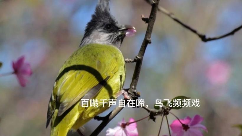 以前的小鸟ol现在叫什么名字