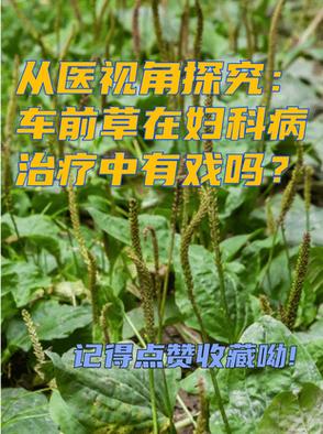 车前草主治什么病