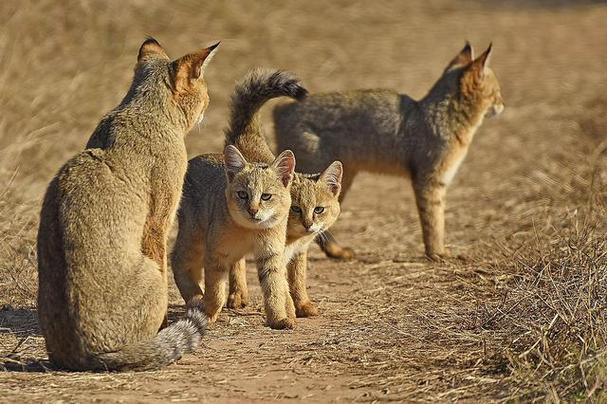 猞猁和丛林猫