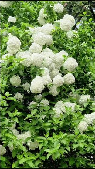 木绣球的花语