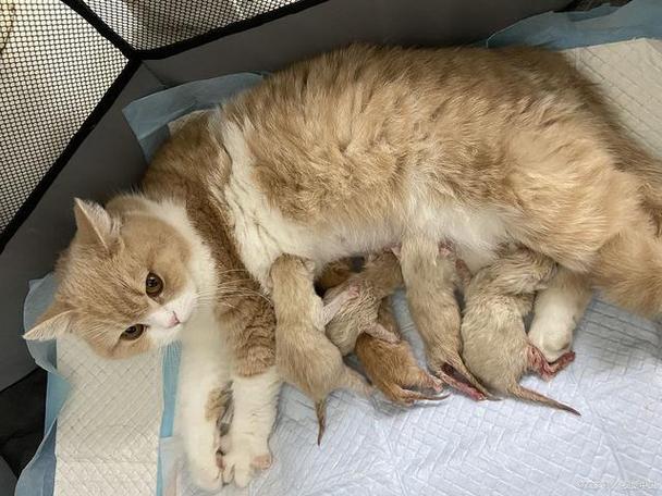 猫一胎生几只小猫