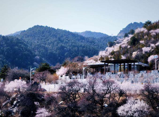 乡野桃花沟小说缩略图