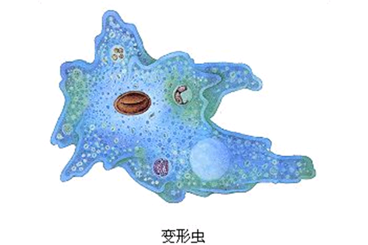 疯狂变形虫
