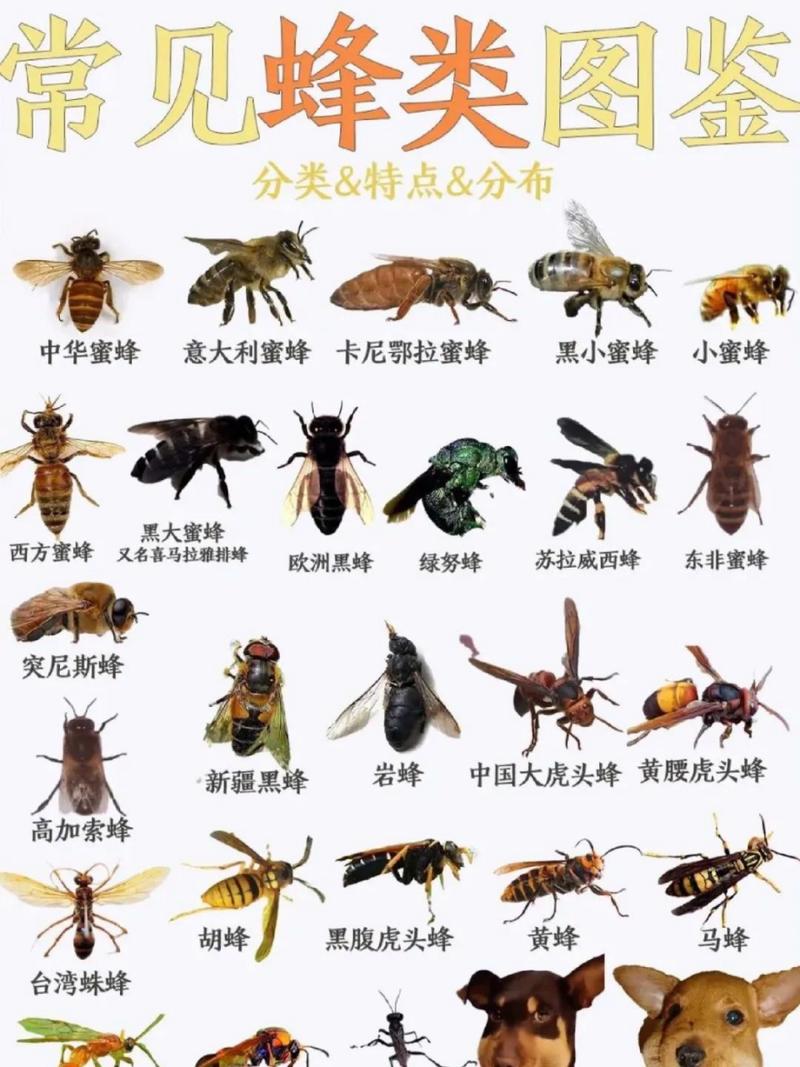 蜂考资源有哪些