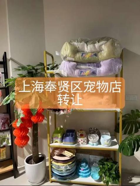 转让宠物去哪个网站