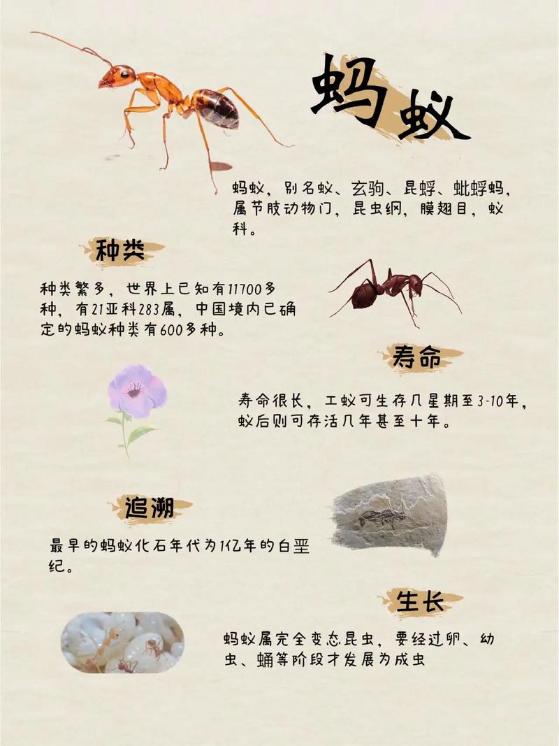 蚂蚁众推是什么