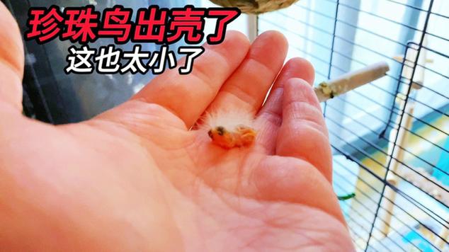 珍珠鸟蛋人工孵化教程