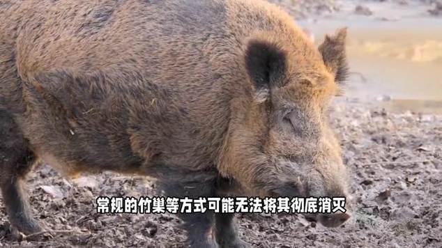 野猪肉是不是很难吃