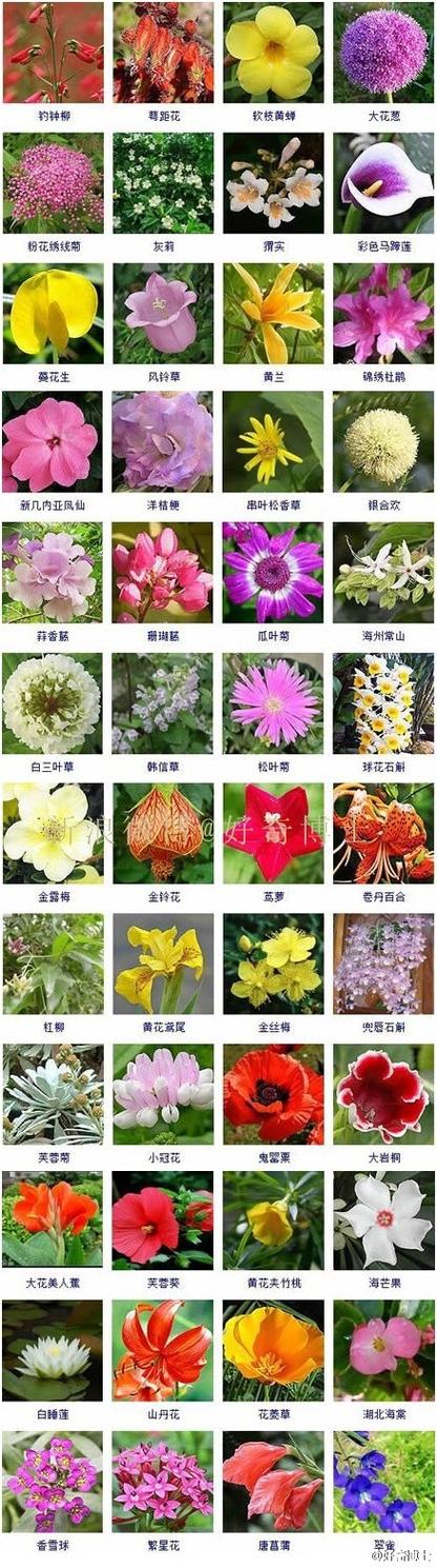 绿植花卉图片大全及花名