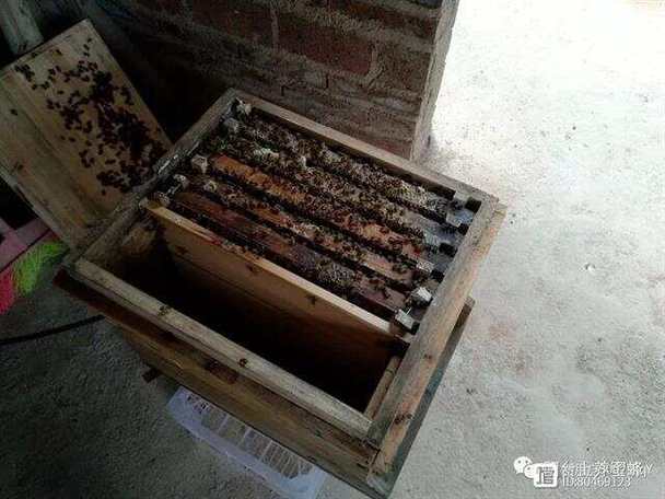 蜜蜂什么时间开箱检查