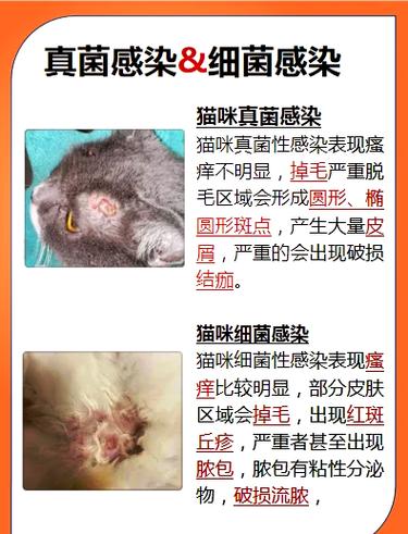 猫真菌感染图片