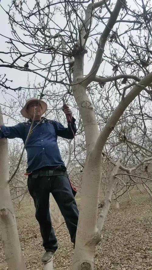 核桃树怎样修剪可以多挂果