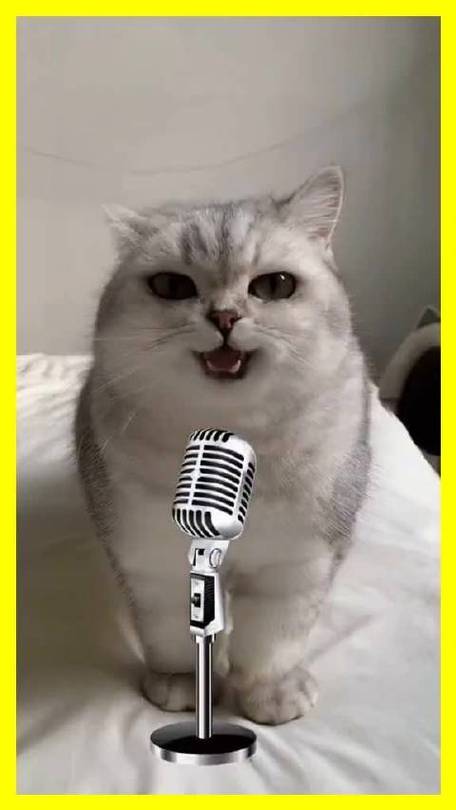 会说话的猫咪