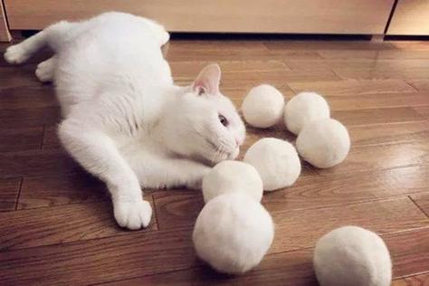 猫咪怎么排毛球