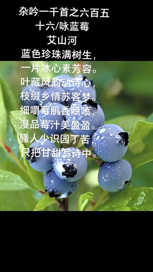 一句话赞美蓝莓截图