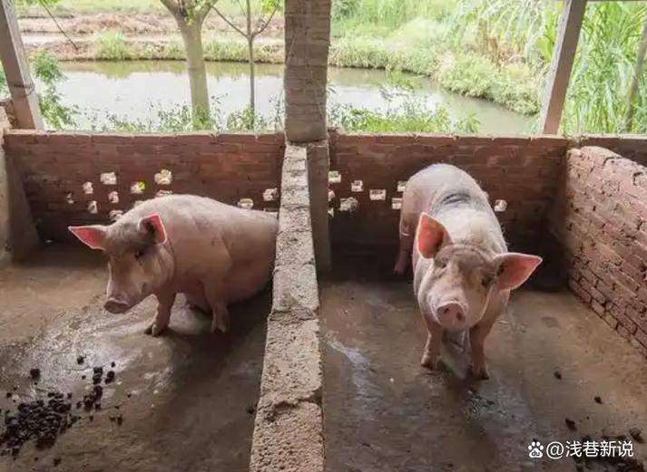 回猪圈去表情包
