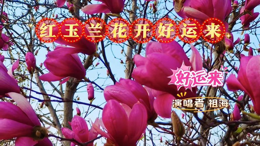 花开好运来下一句