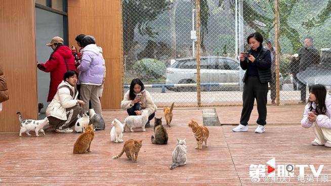 哪里流浪猫最多