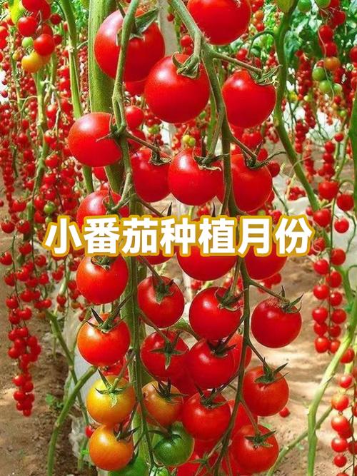 番茄的季节是几月图标
