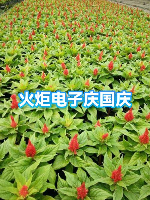 电子烟花有火药吗