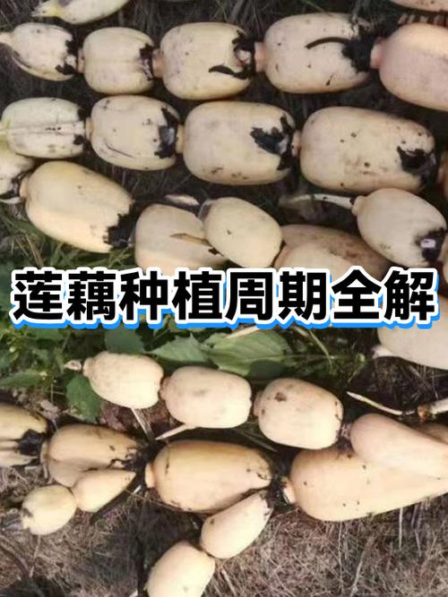 如何种莲藕的方法和过程缩略图