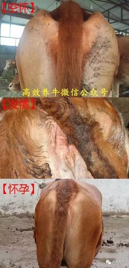 母牛怀公母判断方法