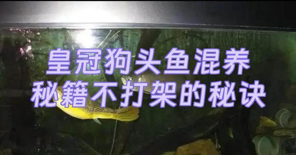 皇冠狗头鱼混养