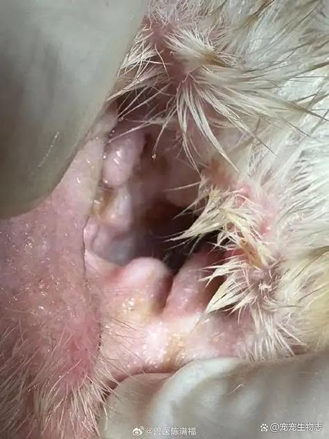 睾丸被羽毛挠痒痒怎么办