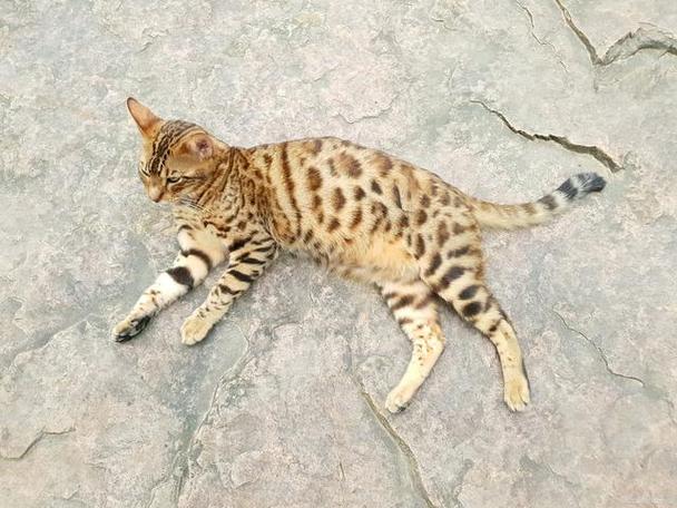 豹猫用什么做诱饵