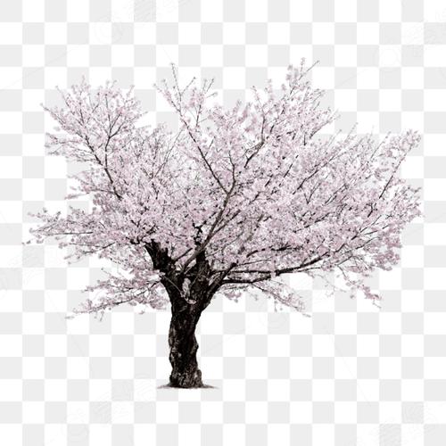 樱花树素材app官方网站入口