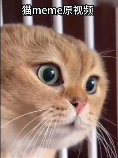 小萌猫视频大全截图