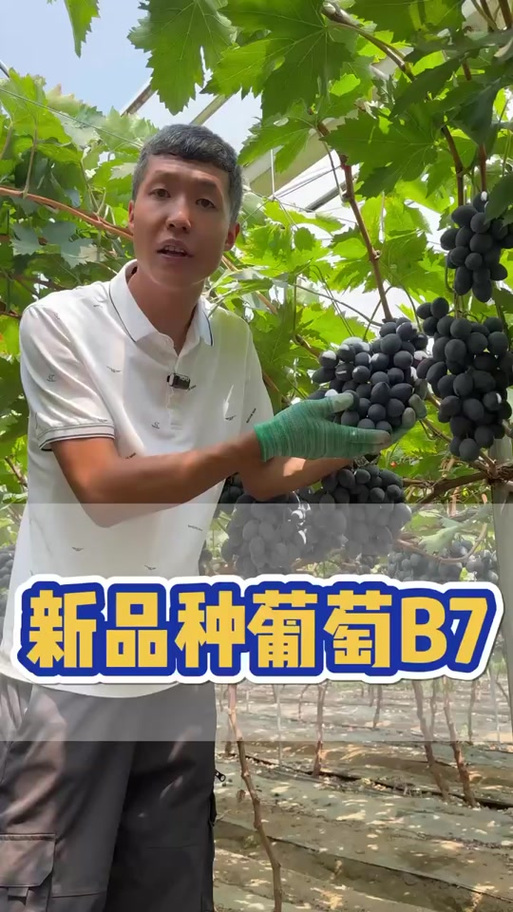 葡萄种类名称及图片缩略图