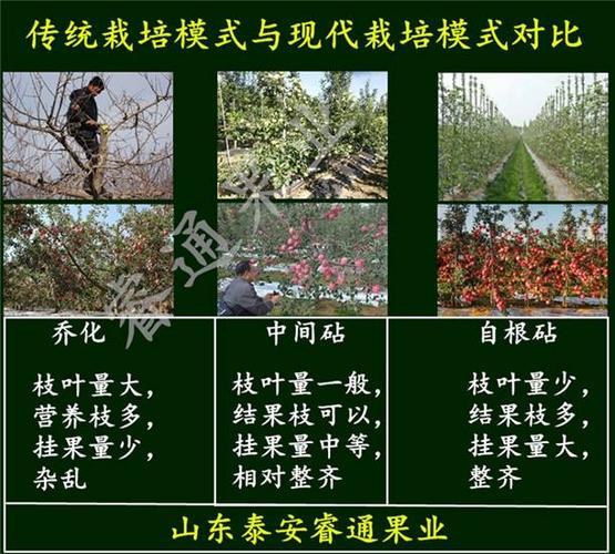 苹果矮化和乔化区别