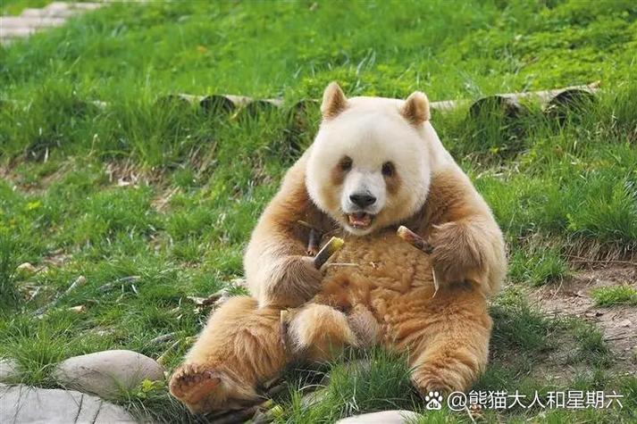 熊猫是什么贵的动物图标
