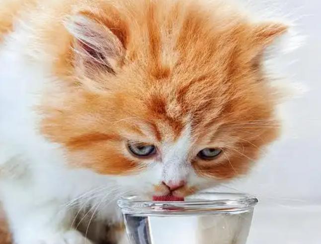 猫星状病毒多久会自愈