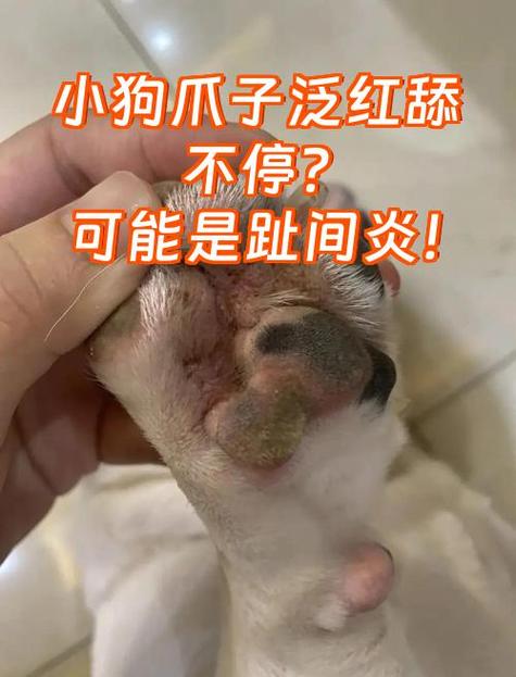 狗爪子红了一直舔怎么回事