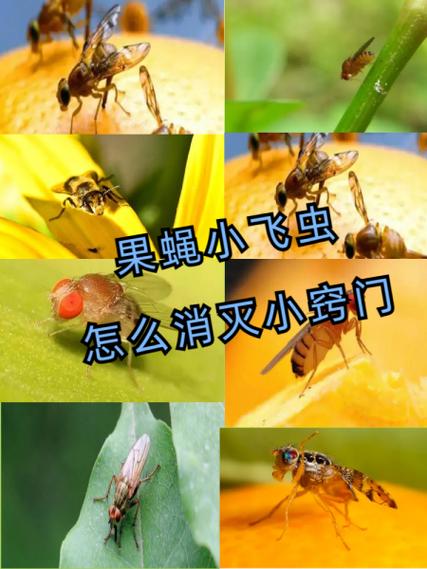 消灭果蝇的方法