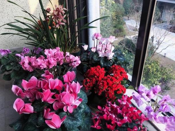 室内最好养10种花