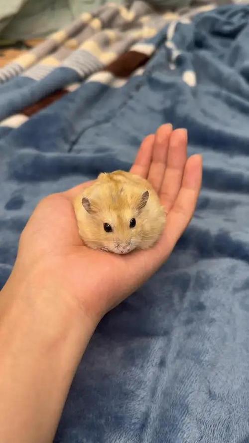 什么仓鼠最好养截图