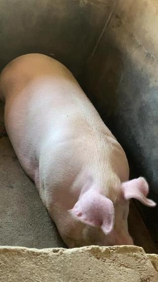 600斤大猪是好猪吗