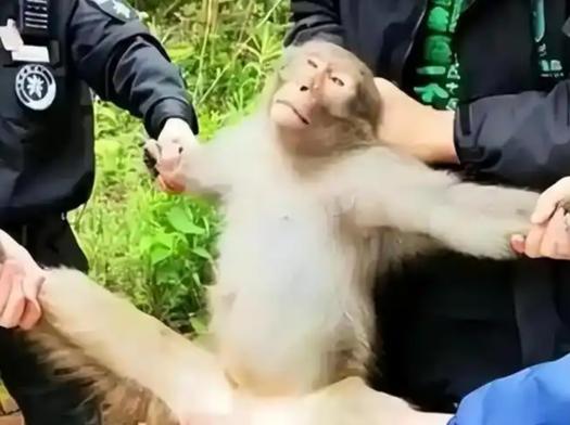 猴子偷东西被打视频缩略图