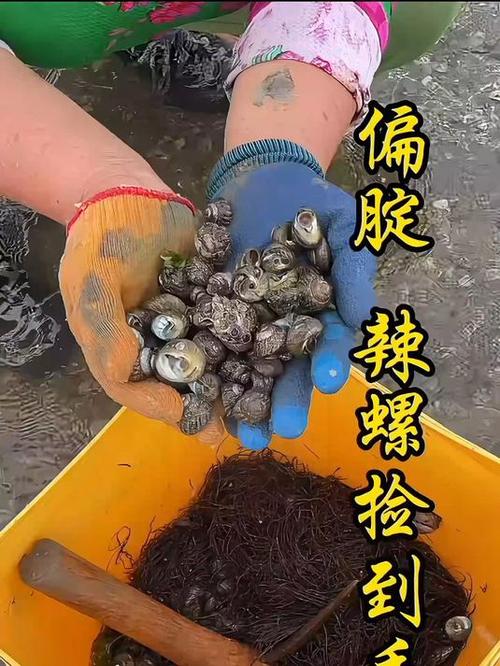 偏腚螺图片