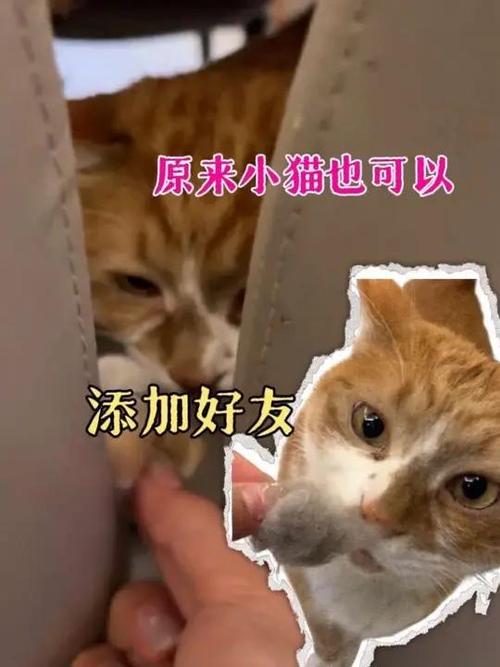 猫聊交友