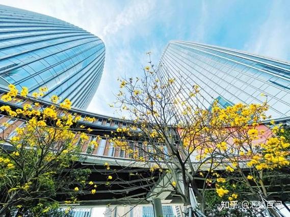 深圳风楼图标