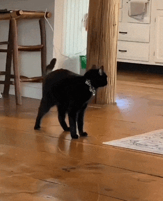 黑猫分析