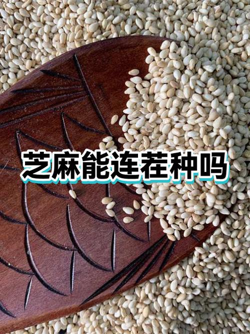 芝麻的30种雅称图标