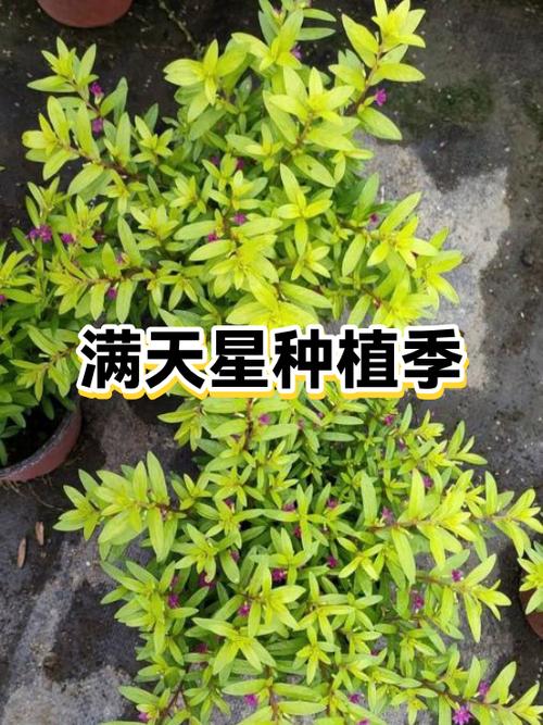 满天星什么时候播种